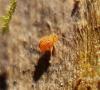 Dicyrtomina saundersi